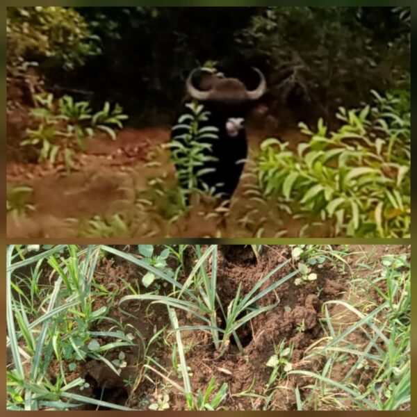 डिगस-सुर्वेवाडीत गवे रेड्यांचा उपद्रव