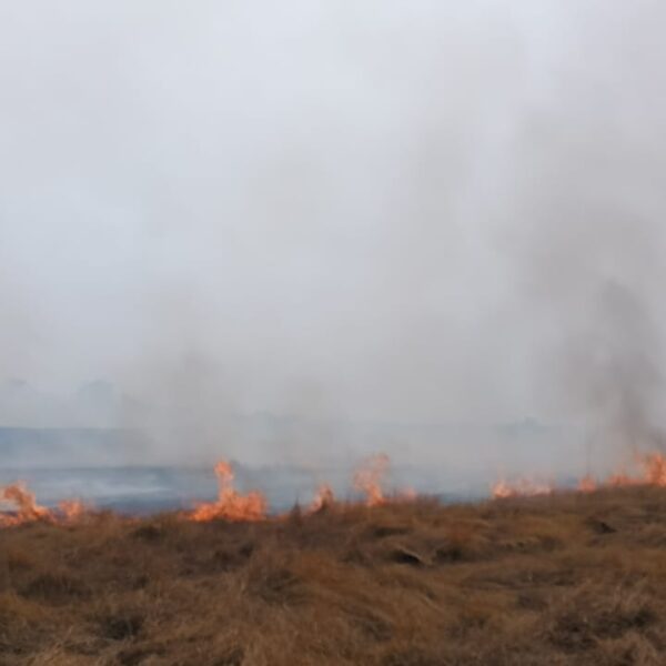 म्हापण-मळई येथे माळरानावर लागलेल्या आगीत ३५ एकर क्षेत्र बाधित