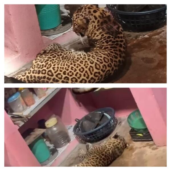 दाभोली येथे विवेक जोशी यांच्या स्वयंपाकघरात आला बिबट्या