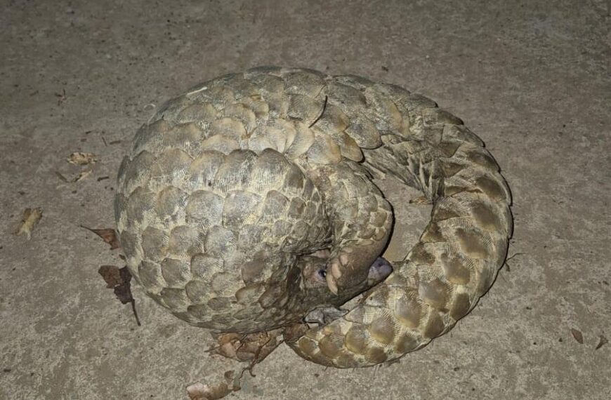 अणाव मध्ये आढळले दुर्मिळ खवलेमांजर