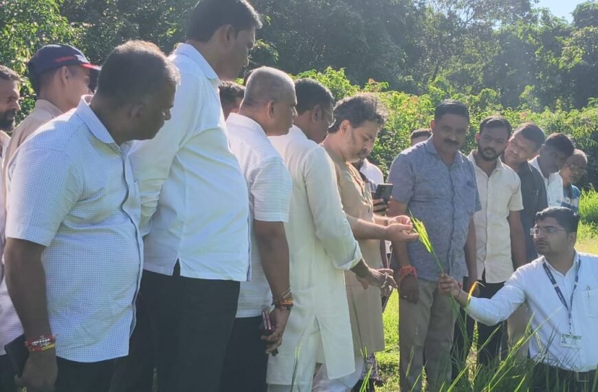 उन्हामुळे करपलेल्या भातशेतीची आमदार निलेश राणे यांच्याकडून पाहणी