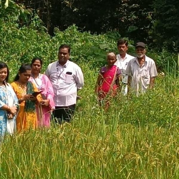 कारिवणे, आवळेगावात अप्पर जिल्हाधिकाऱ्यांकडून भातपिकाच्या नुकसानीची पाहणी