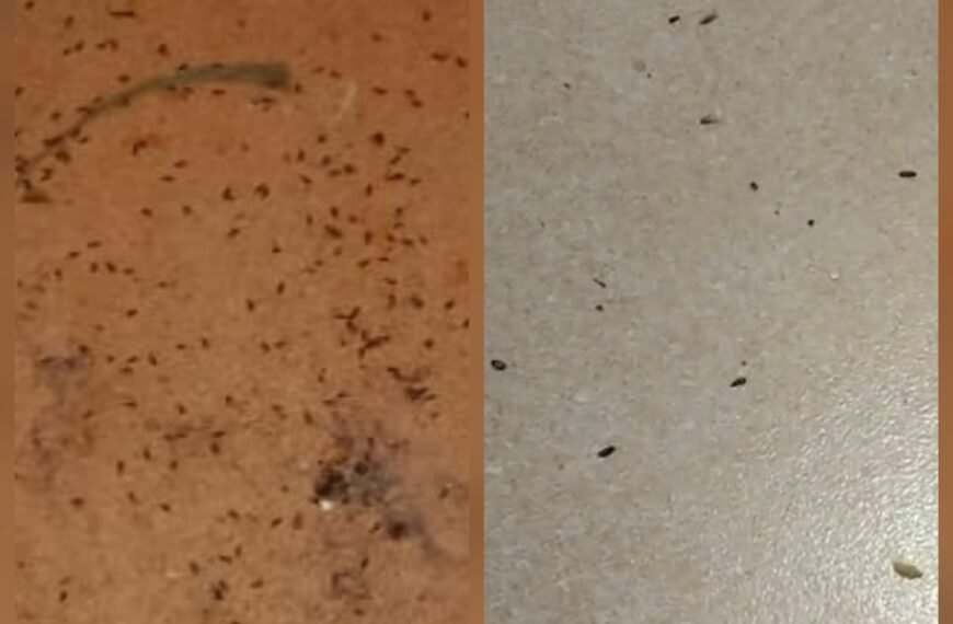 नेरूर-गोंधयाळेवाडीत पुन्हा टोक्यांचे संकट ; ग्रामस्थांना धास्ती